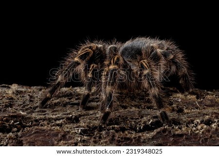 Similar – Image, Stock Photo Insect on hairy knee. To sting or not to sting, that is the question here.