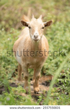 Similar – Image, Stock Photo Goat (Capra aegagrus hircus). Jandia. Fuerteventura. Canary Islands. Spain.