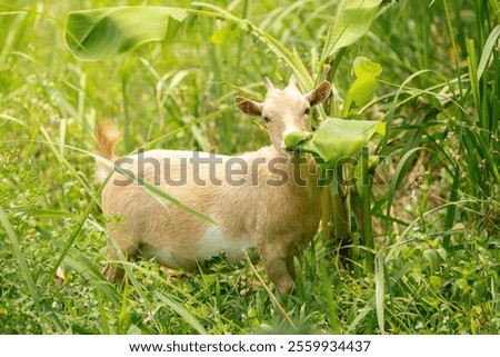 Similar – Image, Stock Photo Goat (Capra aegagrus hircus). Jandia. Fuerteventura. Canary Islands. Spain.