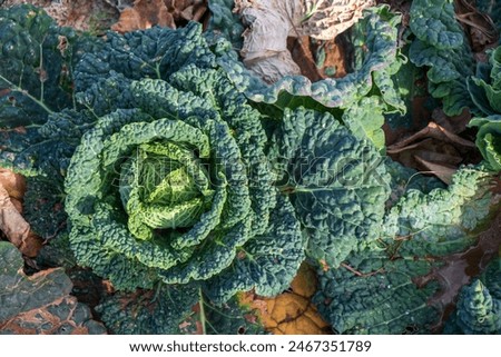 Similar – Image, Stock Photo Savoy cabbage freshly harvested on a green table.