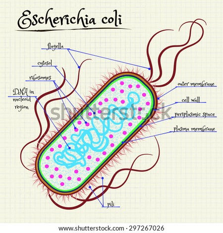 Vector Drawing Of The Structure Of Escherichia Coli - 297267026 ...