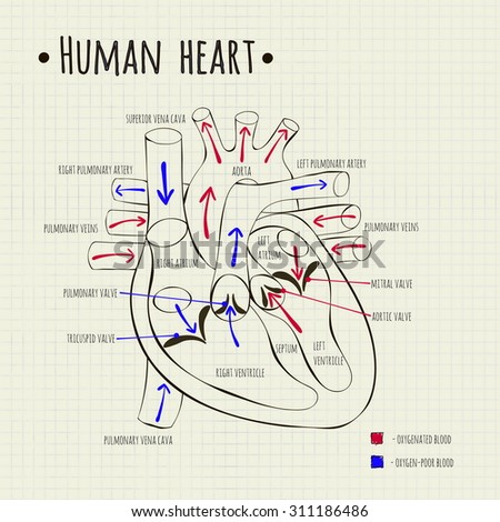 Vector Drawing Of A Human Heart Diagram - 311186486 : Shutterstock