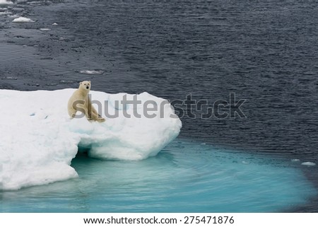 Polar bear sitting on ice floe floating in the middle of the pack. Spitsbergen.
