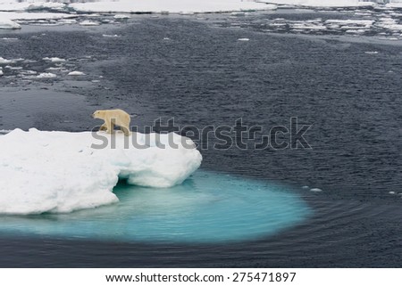 Polar bear walking on ice floe floating in the middle of the pack. Spitsbergen.