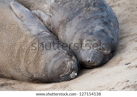 Baby Elephant Seals sleeping together