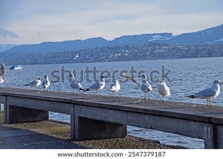 Similar – Image, Stock Photo Zurich cityscape with blue tram in the old city center