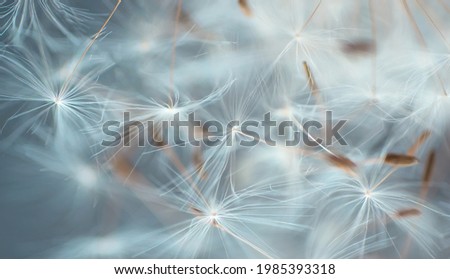 Similar – Image, Stock Photo Dandelion close up macro