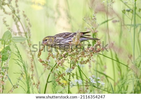 Similar – Image, Stock Photo Yellowhammer searching for food on the forest floor