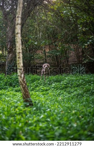 Similar – Image, Stock Photo Weimaraner puppy explores the forest