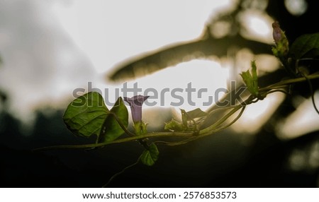 Similar – Image, Stock Photo Flower in the backlight. It looks like it has thorns.