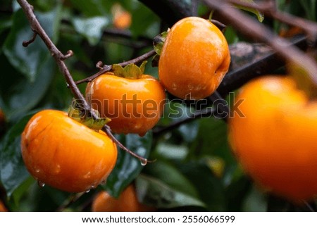 Similar – Image, Stock Photo Persimmon on the tree