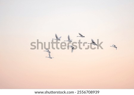 Similar – Image, Stock Photo Swan in the lake