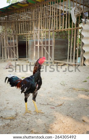 Beautiful Rooster (Male Chicken) and sun light Relax before the fight.