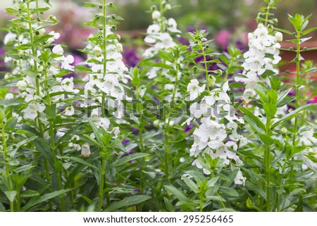 angelonia flowers The flowers of remembrance in thailand, with the former just want to keep and difficult to leave.