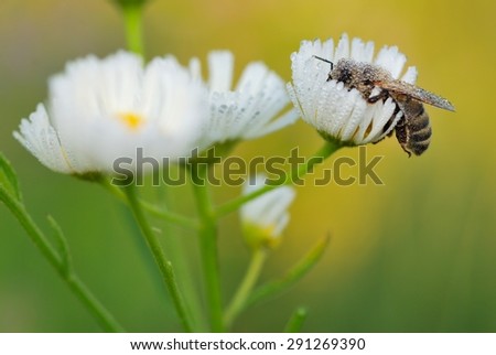 Bee, Apis mellifera, European or Western honey bee