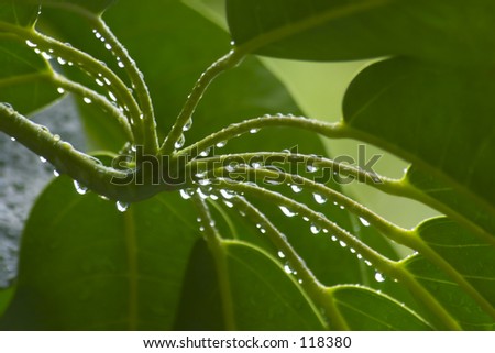 Close up of raindrops on a large tropical plant.
