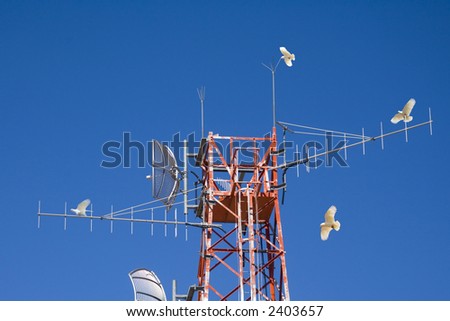 Telecommunications tower in outback Queensland, Australia, and four little corellas, apparently working as a team on the tower! Lots of blue sky copy space.