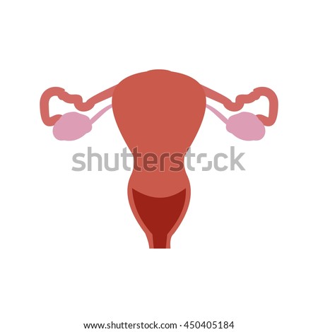 Female Reproductive System Stock Vector Illustration 450405184 ...