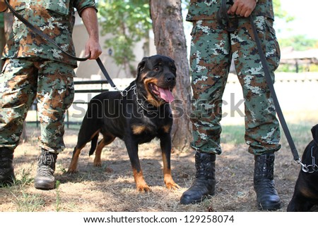 Military dog