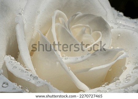 Image, Stock Photo Raindrops on the rose