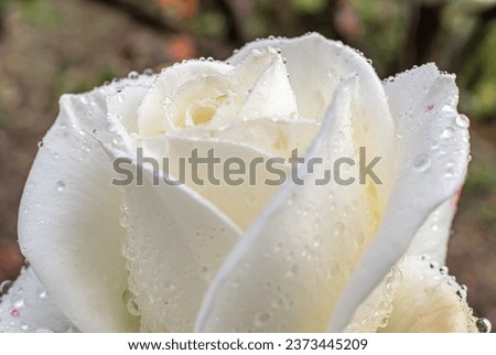 Similar – Image, Stock Photo Raindrops on the rose