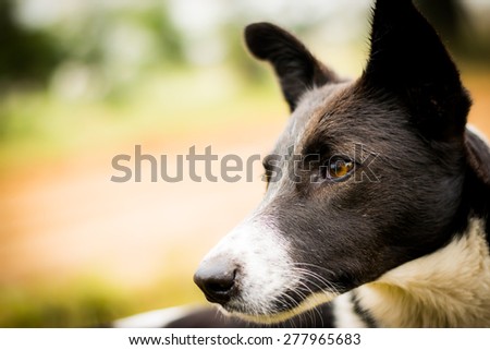 Alert dog. Colorful picture of an alert dog looking to its right