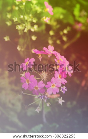 Vintage Flowers, Cluster of small pink and white flowers blossom in the botanical garden in soft focus