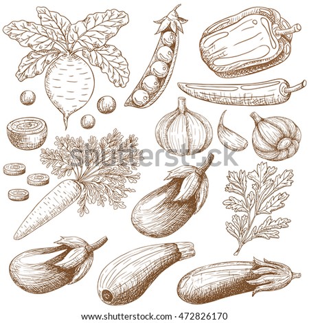 Vector Hand Drawn Illustration Of Different Vegetables - 472826170