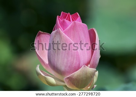 Thai pink lotus in nature at Thailand.