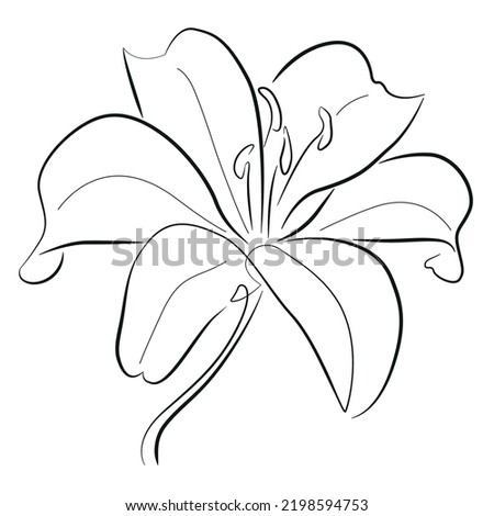 Similar – Image, Stock Photo Daylily Lily blossom