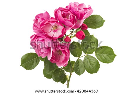 Similar – Image, Stock Photo a sprig of roses in the snow