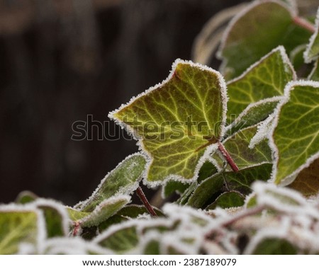 Image, Stock Photo Ice Age | Ivy Environment