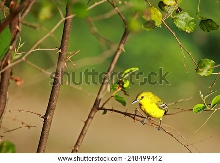 yellow bird /  little bird