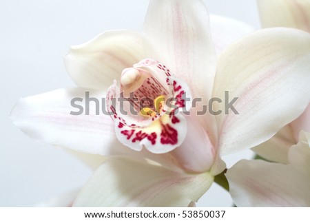 Red and white orchid on a white background
