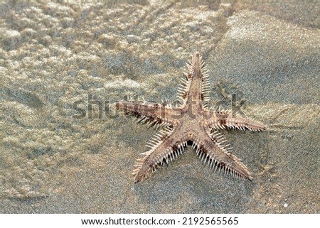Spiny starfish (Marthasterias glacialis), starfish with a small central disc and five slender, tapering arms. Each arm has three longitudinal rows of conical, whitish spines, Spiny sea star fish Imagine de stoc © 