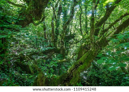 Similar – Image, Stock Photo Zeda-gordi, Georgia. View Of Paved Forest Path Leading To Canyon Okatse In Sunset Or Sunrise Time. Sun Sunshine With Natural Sunlight And Sun Rays Through Woods Trees. Beautiful Scenic View