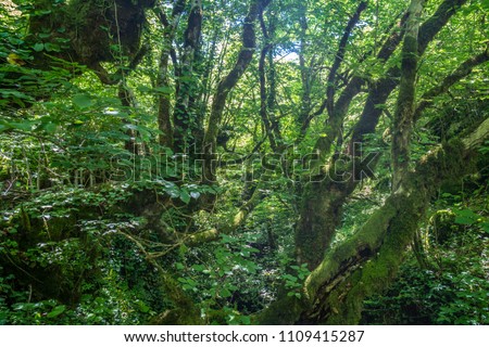 Similar – Image, Stock Photo Zeda-gordi, Georgia. View Of Paved Forest Path Leading To Canyon Okatse In Sunset Or Sunrise Time. Sun Sunshine With Natural Sunlight And Sun Rays Through Woods Trees. Beautiful Scenic View