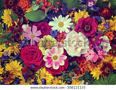 Flower background. A background from cultivated flowers, the top view.