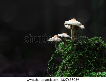 Similar – Image, Stock Photo Mushroom in moss Forest