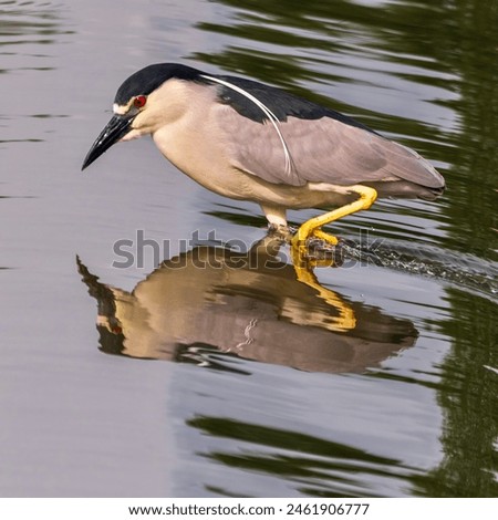 Similar – Image, Stock Photo Black crowned heron on wet ground