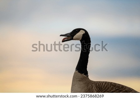 Similar – Foto Bild Eine Gans verteidigt ihre Küken oder Gössel und faucht den Angreifer an