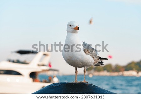 Similar – Foto Bild Die Möwe sitzt auf einem Dach und genießt die tiefstehende Sonne