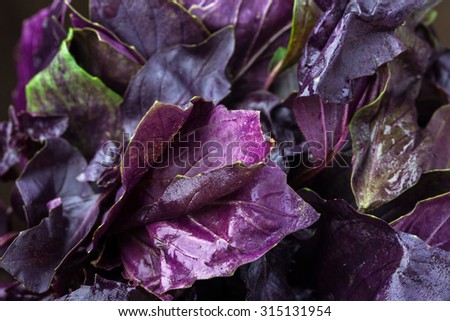 Purple basil crop