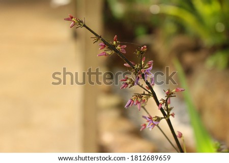 A close-up of a rare blooming of 'Uki'uki, or, Dianella sandwicensis. 'Uki'uki is endemic to Hawai'i. Zdjęcia stock © 