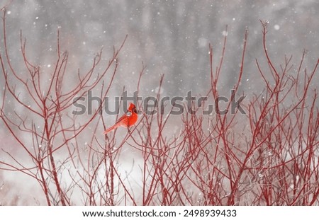 Similar – Image, Stock Photo Bäume im Schnee von oben