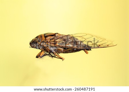 Brazilian Cicada\
This kind cicada is very common in all brazilian territory.