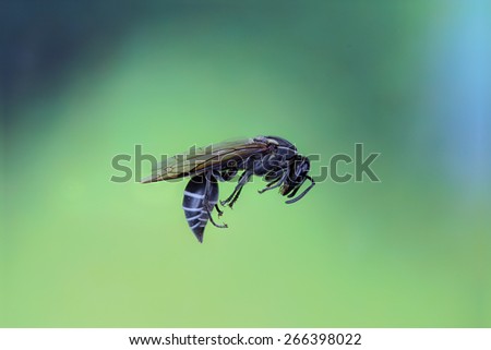 Brazilian Wasp\
This fly is very common in all brazilian territory.