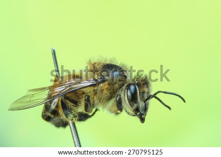 Brazilian Bee At Photo Session This bee was found dead in my house. I used your body to one focus stacking session.