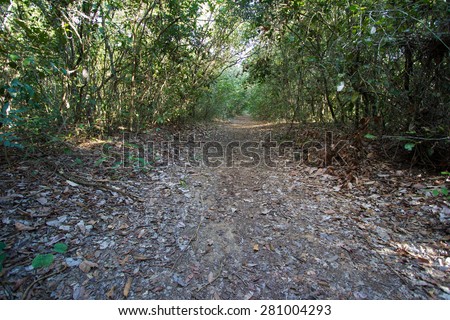 Trail in Forest\
Trail on forest at brazilian savannah.