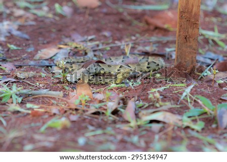 Brazilian Young Snake\
This young snake is very common and very dangerous in brazilian savannah.